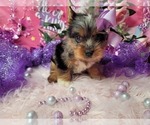 Raspberry - Female Yorkshire Terrier Puppy for Sale - Photo #3