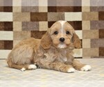 Small #1 Bernedoodle (Miniature)-Cavapoo (Miniature) Mix