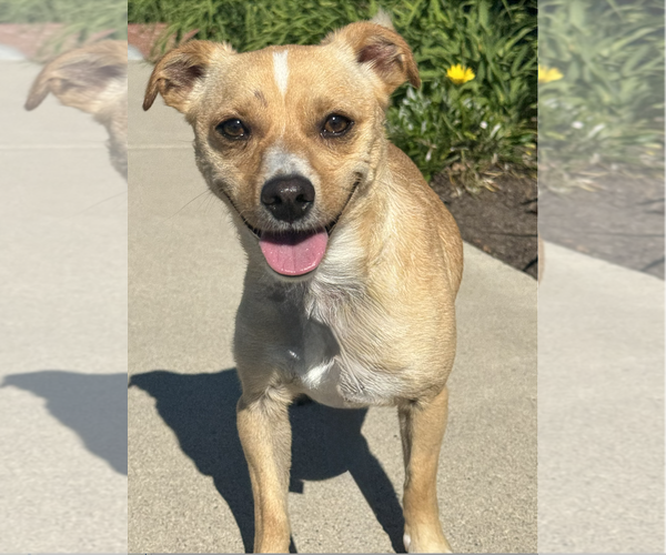 Medium Photo #4 Chihuahua-Unknown Mix Puppy For Sale in Newport Beach, CA, USA