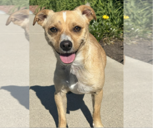 Ace Hardware (Ace) - Male Chihuahua-Unknown Mix Dog for Adoption - Photo #4