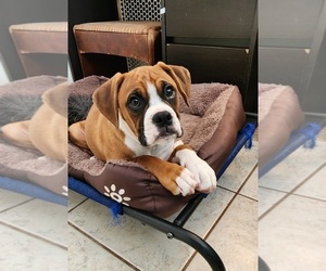 Boxer Puppy for sale in HIGHLAND LAKES, NJ, USA
