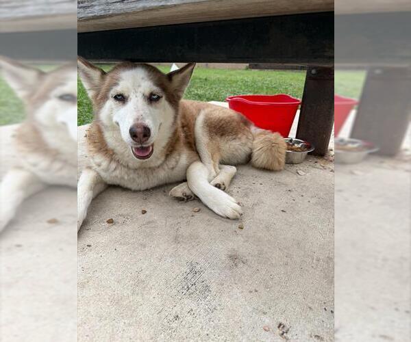 Medium Photo #1 Siberian Husky-Unknown Mix Puppy For Sale in San Antonio, TX, USA