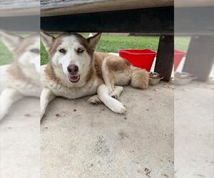 Siberian Husky-Unknown Mix Dogs for adoption in San Antonio, TX, USA