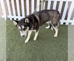 Small Siberian Husky