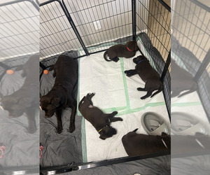 Labrador Retriever Puppy for sale in LEHIGH ACRES, FL, USA