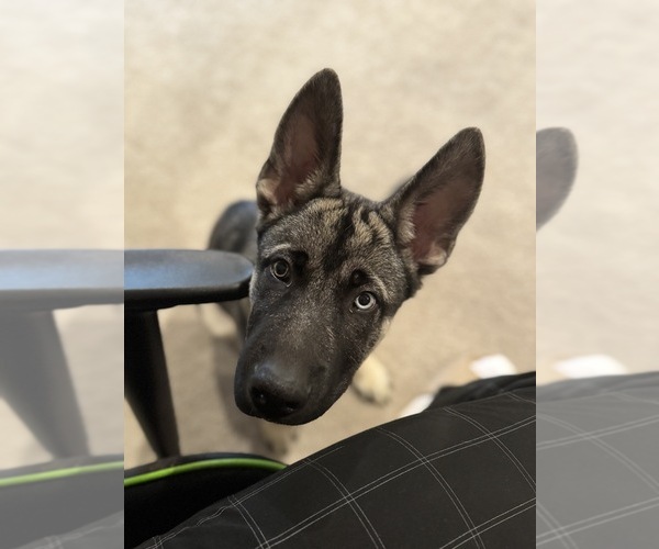 Medium Photo #2 German Shepherd Dog-Siberian Husky Mix Puppy For Sale in FREDERICKSBURG, VA, USA