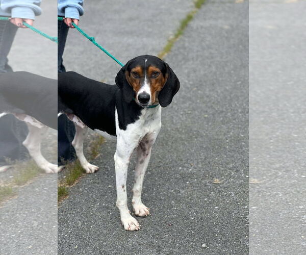 Medium Photo #1 Treeing Walker Coonhound-Unknown Mix Puppy For Sale in Low Moor, VA, USA