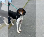 Small Treeing Walker Coonhound Mix