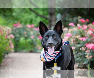 Chihuahua-Unknown Mix Dogs for adoption in Sandy, UT, USA