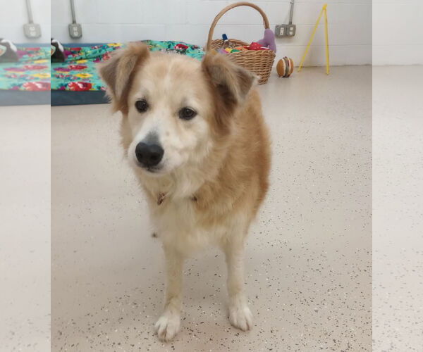 Medium Photo #9 Australian Shepherd-Great Pyrenees Mix Puppy For Sale in York, SC, USA