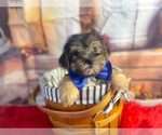 Small Photo #2 Morkie Puppy For Sale in KINSTON, NC, USA