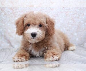 Poochon Puppy for sale in MARIETTA, GA, USA