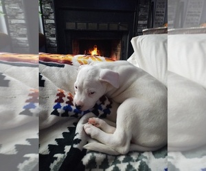 Dogo Argentino Puppy for sale in RYAN, OK, USA