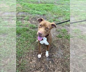 American Pit Bull Terrier Dogs for adoption in Vero Beach, FL, USA