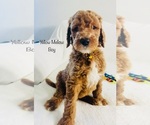 Small Photo #1 Goldendoodle Puppy For Sale in PHOENIX, AZ, USA