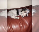 Small #6 Maltese Mix