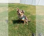 Small #1 Chihuahua Mix