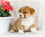 Puppy Sadler Pembroke Welsh Corgi