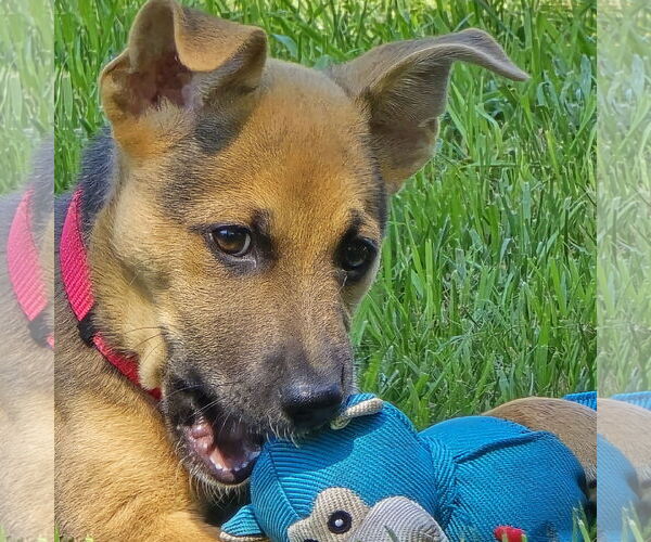 Medium Photo #13 Mutt Puppy For Sale in Fargo, ND, USA
