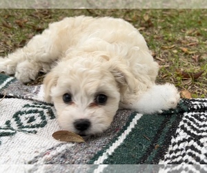 Bichpoo Puppy for sale in MELROSE, FL, USA