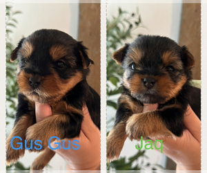 Yorkshire Terrier Puppy for sale in PITTSBURG, CA, USA