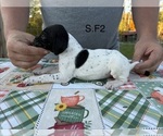 Puppy 2 German Shorthaired Pointer