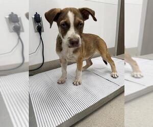 Labrador Retriever-Unknown Mix Dogs for adoption in Baytown, TX, USA