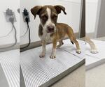 Small Labrador Retriever Mix