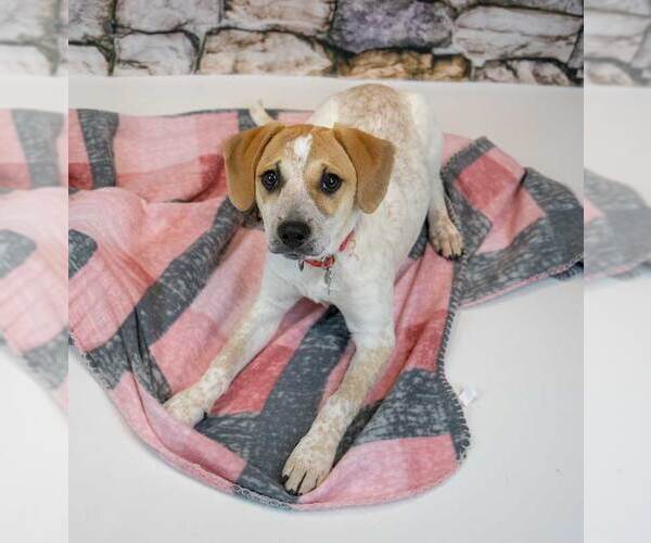 Medium Photo #2 Mutt Puppy For Sale in Kennesaw, GA, USA