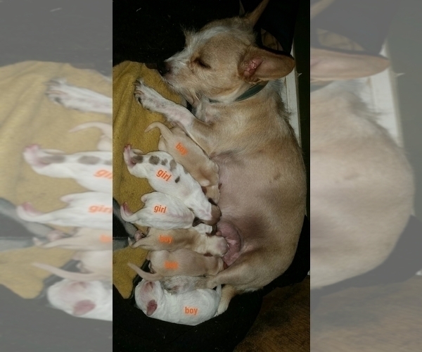 Medium Photo #2 Chiranian-Maltipom Mix Puppy For Sale in GROTON, NY, USA