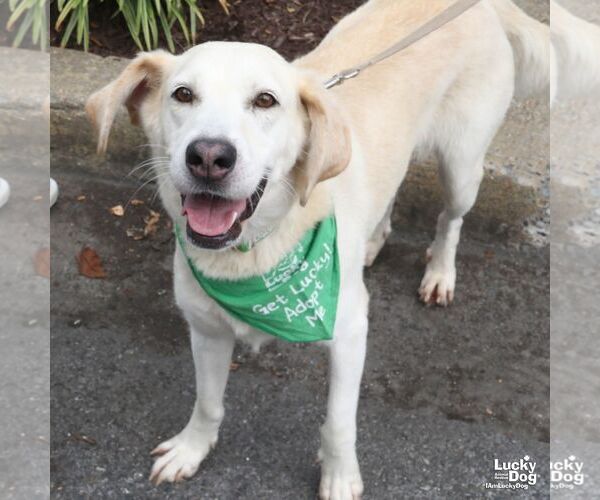 Medium Photo #6 Labrador Retriever-Unknown Mix Puppy For Sale in Washington, DC, USA