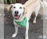 Small Photo #6 Labrador Retriever-Unknown Mix Puppy For Sale in Washington, DC, USA