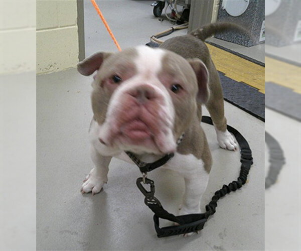 Medium Photo #1 Bulldog Puppy For Sale in Sanford, FL, USA