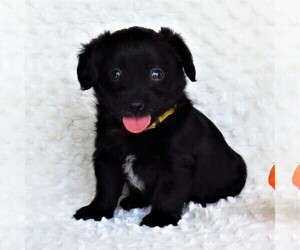 Pembroke Welsh Corgi-Poodle (Miniature) Mix Puppy for sale in STRASBURG, PA, USA