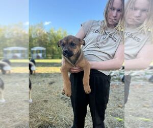 Mutt Dogs for adoption in Calgary, Alberta, Canada