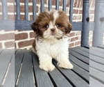 Small #4 Shih Tzu