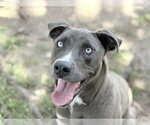 Small #1 Mutt