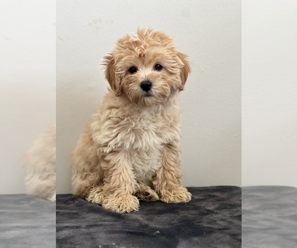 Medium Photo #1 Aussiedoodle Puppy For Sale in BEECH GROVE, IN, USA