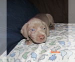 Small Photo #30 Weimaraner Puppy For Sale in LAS ANIMAS, CO, USA