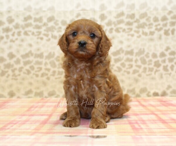 Medium Photo #3 Cavapoo Puppy For Sale in DENVER, PA, USA
