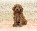 Small Photo #3 Cavapoo Puppy For Sale in DENVER, PA, USA