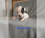 Puppy Puppy 2 American Bulldog