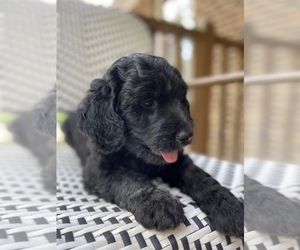 Goldendoodle Puppy for sale in YOUNGSVILLE, NC, USA