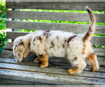 Small #2 Dachshund