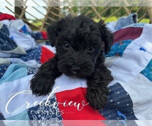 Medium Schnoodle (Miniature)