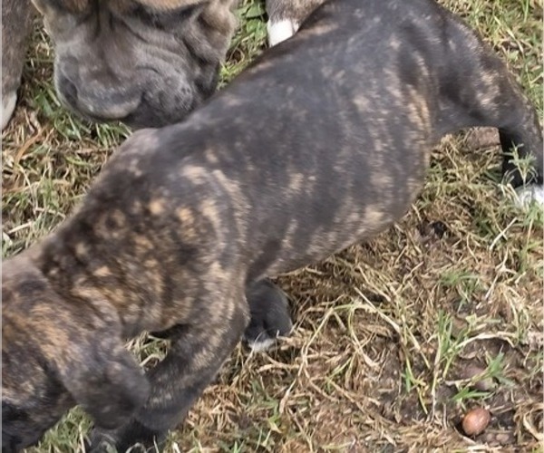 Medium Photo #4 Cane Corso Puppy For Sale in MOORESBORO, NC, USA
