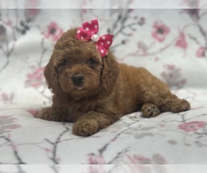 Cockapoo Puppy for sale in LAKELAND, FL, USA