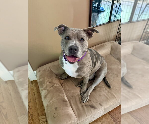 Medium Photo #16 American Staffordshire Terrier-Unknown Mix Puppy For Sale in Brewster, NY, USA