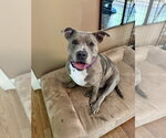 Small #15 American Staffordshire Terrier Mix