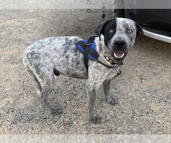 Medium Photo #3 Mutt Puppy For Sale in Rockaway, NJ, USA